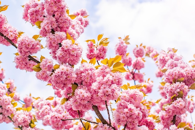 Belles fleurs de cerisier roses au début du printemps Branches pleines de belles fleurs de cerisier roses Une merveilleuse sensation de printemps dans de belles couleurs pastel Un symbole du printemps