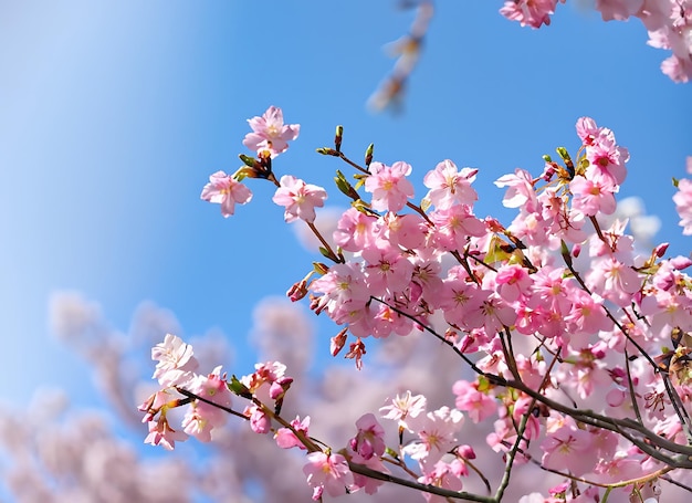 Belles fleurs de cerisier roses avec rafraîchissement le matin sur fond de ciel bleu au Japon