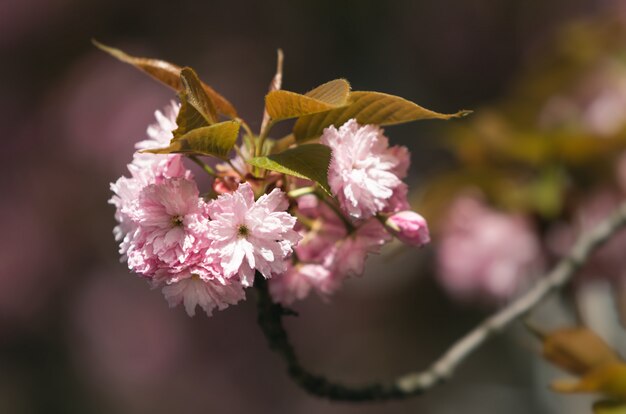 Belles fleurs de cerisier roses