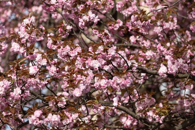 Belles fleurs de cerisier roses