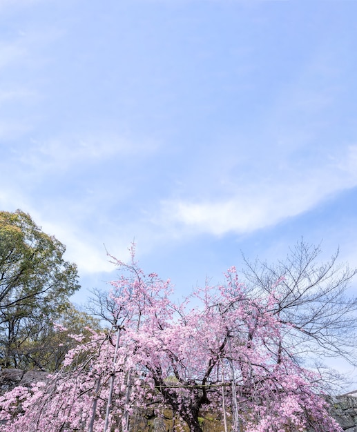 Belles fleurs de cerisier sakura fleurissent au printemps