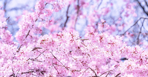 Belles fleurs de cerisier sakura fleurissent au printemps