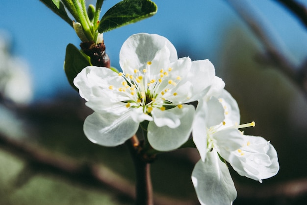 Belles fleurs de cerisier. Sakura