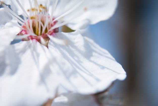 Belles fleurs de cerisier. Sakura