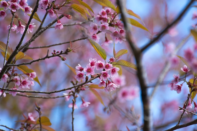 belles fleurs de cerisier