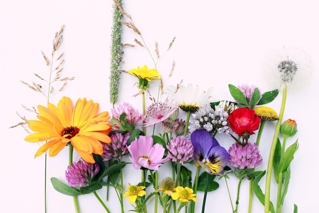 Belles fleurs de champs sauvages isolés sur fond blanc