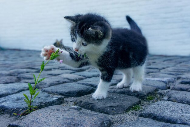 Photo de belles fleurs de chat une image d'animal