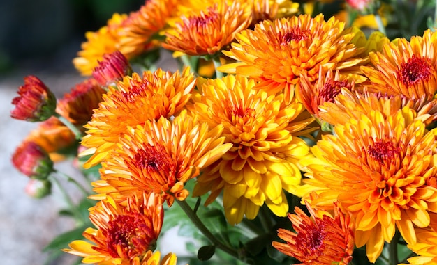 belles fleurs de chrysanthème automne orange