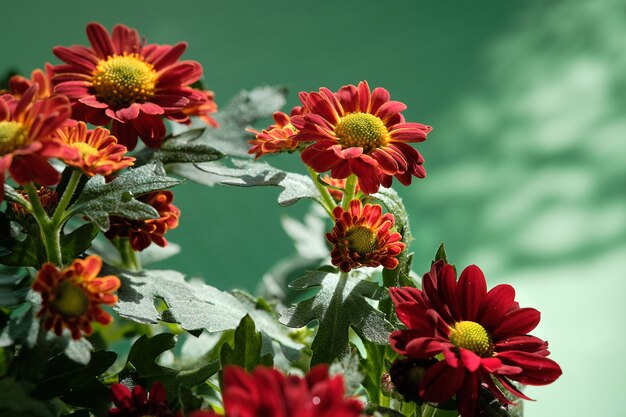 De belles fleurs de chrysanthème bicolore s'épanouissent dans des tons de rouge, orange et jaune. Gros plan sur