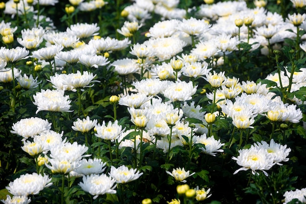 Belles fleurs de chrysanthème blanc en fleurs dans les fleurs de champ avec des feuilles vertes dans le fond de la nature du jardin