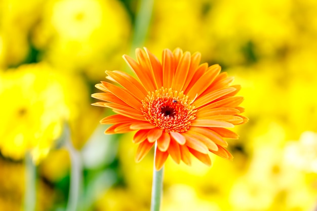 Belles fleurs de chrysanthème jaune à l&#39;extérieur