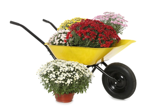Belles fleurs de chrysanthème en pot et chariot de jardin sur fond blanc