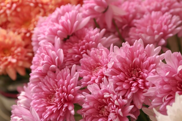 Belles fleurs de chrysanthème