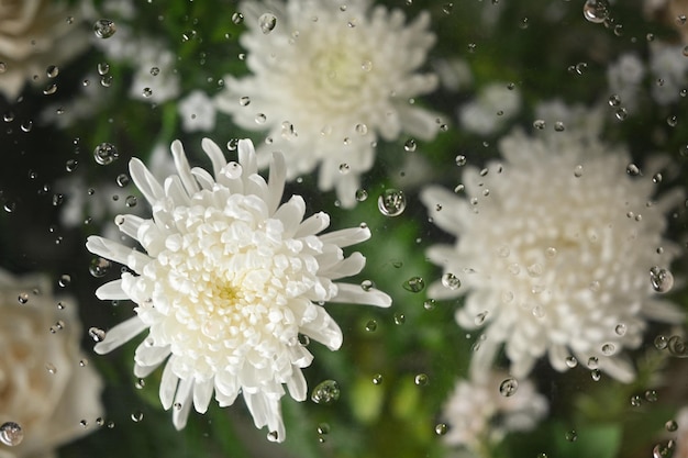 Belles fleurs de chrysanthèmes blancs sous verre transparent avec texture gouttes de condensationPapier peint botanique floral