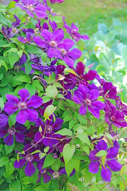 De belles fleurs de clématites violettes en fleurs dans le jardin Un grand buisson de clématites