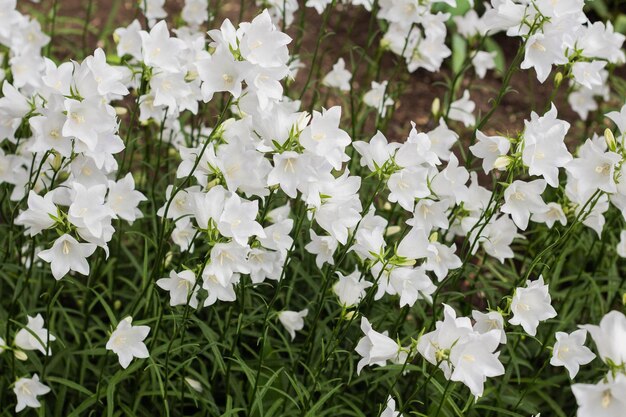 Belles fleurs de cloche blanches délicates