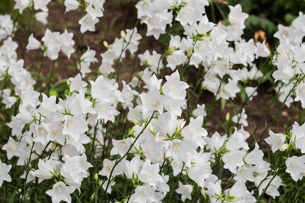 Belles fleurs de cloche blanches délicates