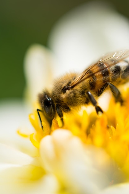 Belles fleurs colorées avec abeille