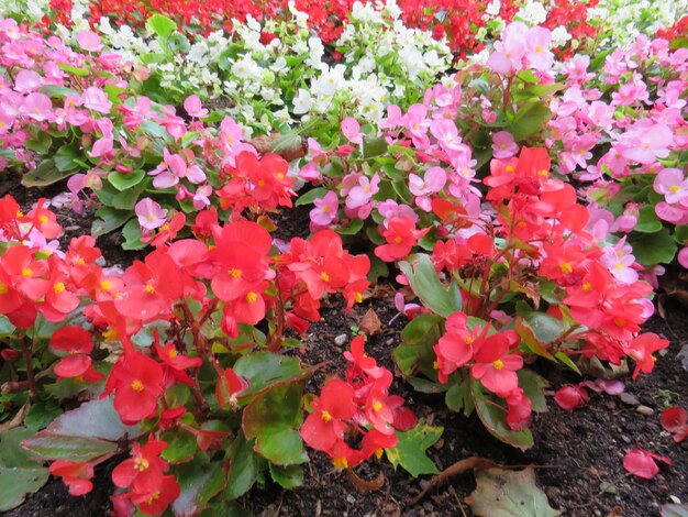 Belles fleurs colorées de bégonia dans le jardin