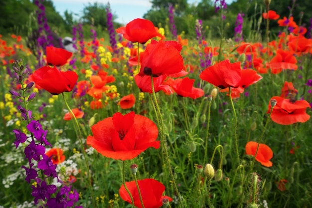 Belles fleurs colorées, coquelicots sur le terrain