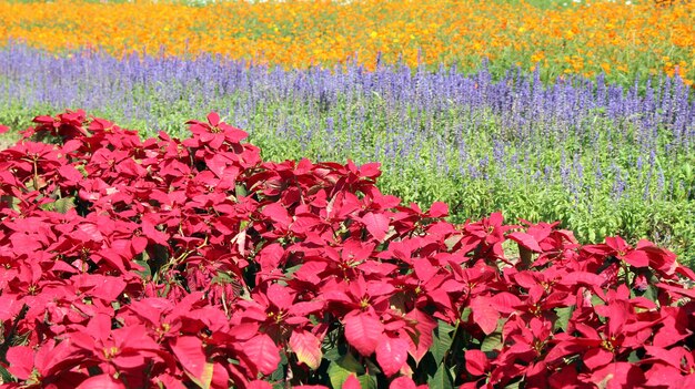 Belles fleurs colorées dans le domaine