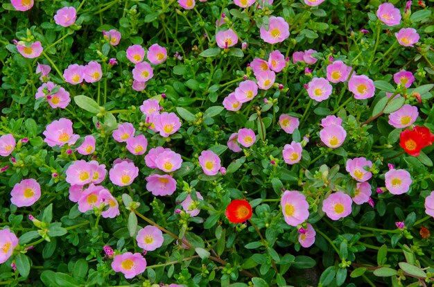 Belles fleurs colorées dans le jardin.