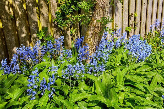 Belles fleurs colorées et fraîches dans la nature un jour de printemps à l'extérieur près d'une clôture Plantes de fleurs Bluebell dans un jardin avec des arbres d'herbe verte et de la vie végétale Une journée de détente à l'extérieur dans la nature