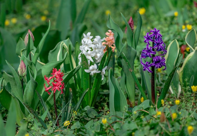 Belles fleurs colorées de Hyacinthus, poussant dans un jardin