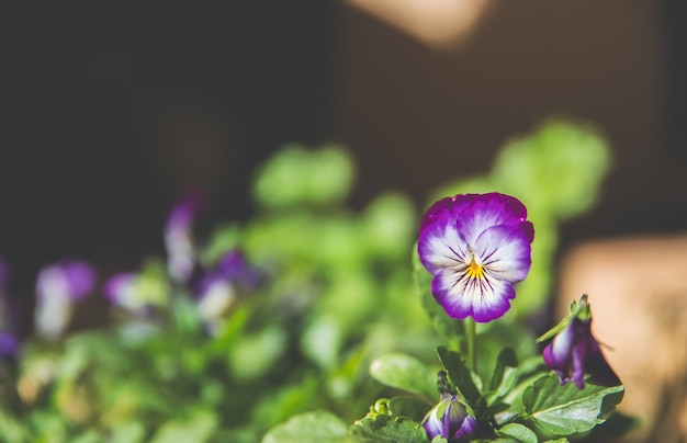 Belles fleurs colorées sur le jardin