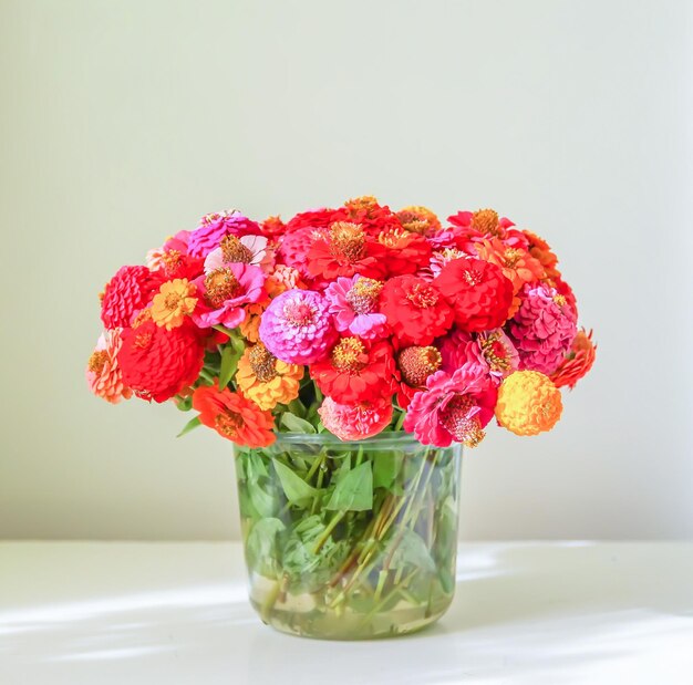 Belles fleurs colorées de zinnia.