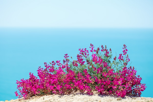 Belles fleurs contre la mer.