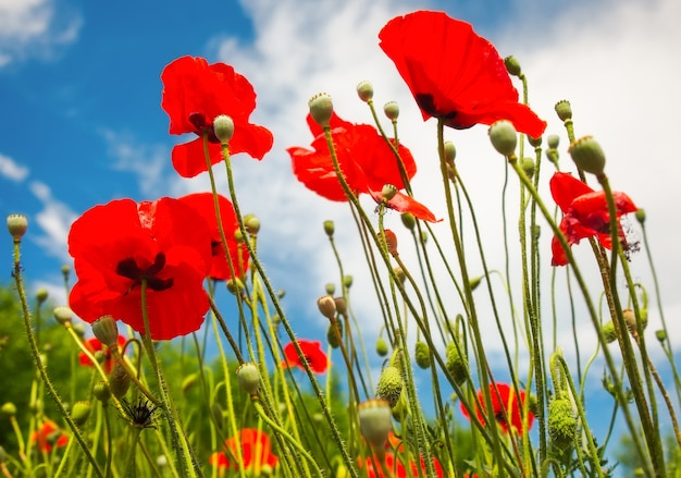 Belles fleurs coquelicots contre le ciel bleu