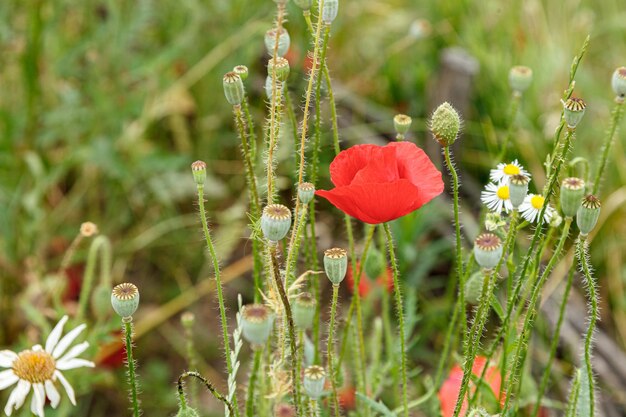 Belles fleurs coquelicots rouges bouchent