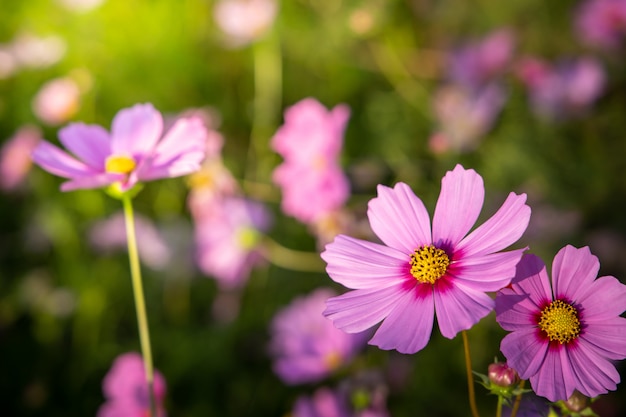 Belles fleurs Cosmos dans le jardin. Contexte de la nature.