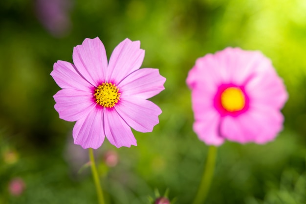 Belles fleurs Cosmos dans le jardin. Contexte de la nature.