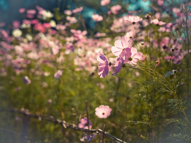 Belles fleurs de cosmos dans le jardin pour le fond.