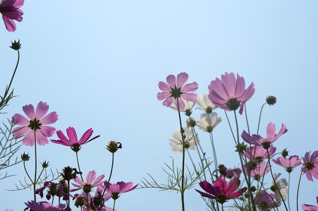 Belles fleurs de cosmos qui fleurissent dans le fond de ciel bleu soleil