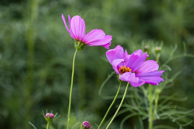 Belles fleurs de cosmos qui fleurissent dans le jardin.