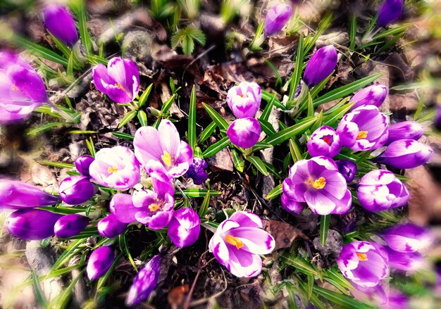 Belles fleurs de crocus dans la forêt. Plante de plus en plus lumineuse, feuilles vertes avec des fleurs violettes. Composition printanière fraîche de perce-neige dans la faune. Vue de dessus, gros plan