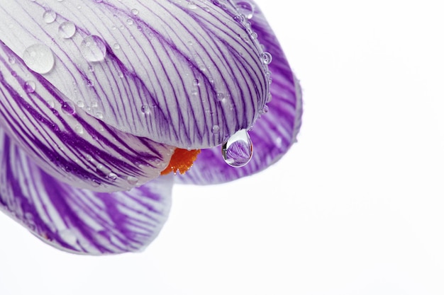 Belles fleurs de Crocus avec des gouttes de rosée sur un fond blanc