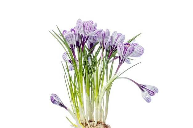 Belles fleurs de Crocus avec des gouttes de rosée sur un fond blanc