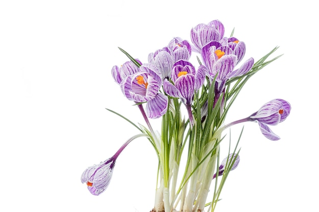 Belles fleurs de Crocus avec des gouttes de rosée sur un fond blanc