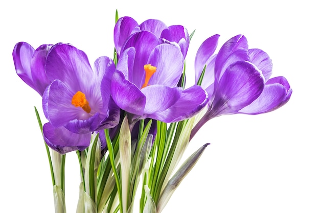 Belles fleurs de crocus isolés sur une surface blanche