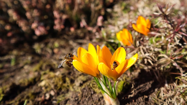 Belles fleurs de crocus jaunes avec des abeilles dans le jardin de printemps