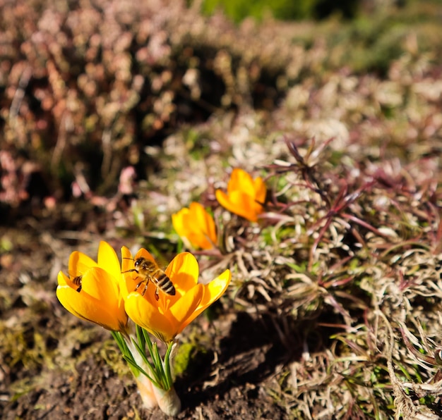 Belles fleurs de crocus jaunes avec des abeilles dans le jardin de printemps