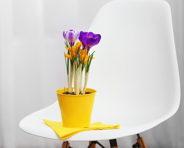 Belles fleurs de crocus en pot de fleurs sur une chaise à l'intérieur