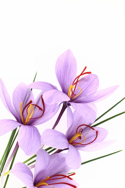 Belles fleurs de crocus safran violet