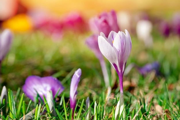 Belles fleurs de crocus sauvages sur l'herbe verte le jour de printemps ensoleillé