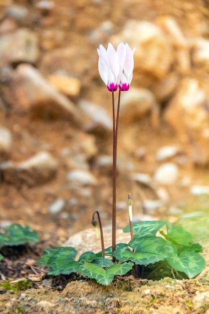 Belles fleurs de cyclamen en fleurs