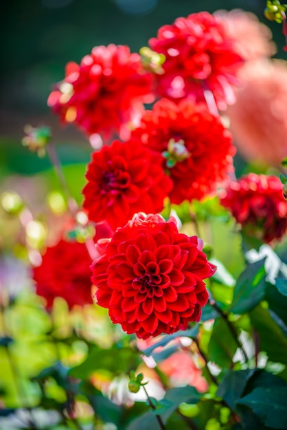 Belles fleurs de dahlia